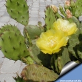 Opuntia humifusa (Chimaera parent)