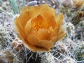 Opening flower in habitat.