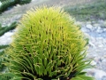 Seed cone from a tree in habitat.