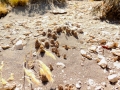 In habitat. (Neuquén province, Argentina)