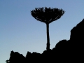 The distinctive parasol-like silhouette of a mature specimen at Primeros Piños, Neuquen, Argentina.