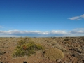 A large clump in habitat. (Neuquén province, Argentina)