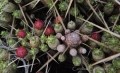 Flower buds.