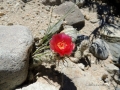 In habitat, Neuquén province, Argentina.