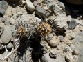 In habitat, Neuquén province, Argentina.