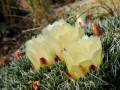 Flowers, Neuquén province, Argentina.