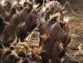 Fruits covered by glochids. (Neuquén province, Argentina)