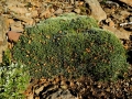 Habit, Neuquén province, Argentina.