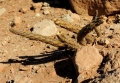 In habitat. (Neuquén province, Argentina)