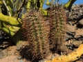 In habitat. (Neuquén province, Argentina)