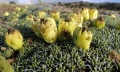 Fruit, Neuquén province, Argentina.