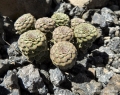 Habit on basalt rocks near Rio Agrio, Neuquén province, Argentina.