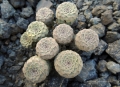 Habit on basalt rocks near Rio Agrio, Neuquén province, Argentina.