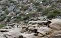 A large colony in habitat (Mendoza province, Argentina)