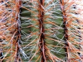 Spines (Mendoza province, Argentina)