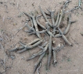 Habit at Villa El Chocón at the end of May, Neuquén province, Argentina.