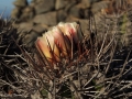 Blooming habit at Coquimbo,  Chile.