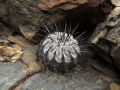 Juvenile specimen at Carrizal Bajo, 03 Atacama, Chile.