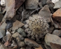 Juvenile specimen at Huasco in coastal Atacama desert of northern Chile.