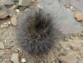 Habit at Huasco in coastal Atacama desert of northern Chile.