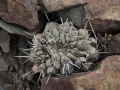 Habit at Huasco in coastal Atacama desert of northern Chile.