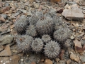 Habit at Huasco in coastal Atacama desert of northern Chile.