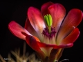 A female flower with green stigma lobes and sterile stamens.