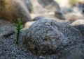 Araucaria araucana seedling, Neuquen, Argentina,.