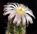 An unusual Thelocactus bicolor with a very pale pink flower.