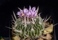 Echinofossulocactus crispatus (Stenocactus crispatus). Huizache