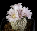 Gymnocalycium bruchii v. niveum WR 727 Cordoba, Argentina