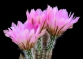 Echinocereus pectinatus SB1035 (Collector: Steven Brack), Huizache, San Luis Potosi, Mexico.