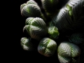 Crassula pyramidalis forms little angular stemmed columns, or in the younger stages little pyramid.