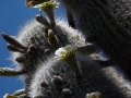 Blooming habit at  3255 metres of altitude.