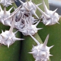 Juvenile spines