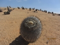 Copiapoa melanohystrix  in habitat.