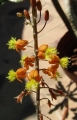 Bulbine frutescens orange flower