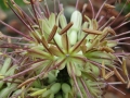 Agave victoriae-reginae. Flowers.