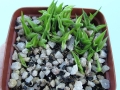 Agave victoriae-reginae. Seedlings.