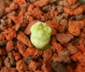 Seedling