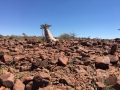 Pachypodium lealii, Northern Namibia.