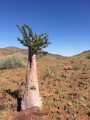 Pachypodium lealii, Northern Namibia.