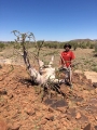 Pachypodium lealii, Northern Namibia.