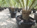 Dioon spinulosum@ www.cycadinternational.com