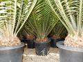 Mature and near mature plants at Cycad International.