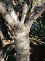 2+ meter tall specimens at Cycad International, Katherine, Northern Territory, Australia.