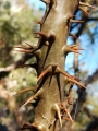 Spines are paired, straight, 5-10 mm long, occasionally with a shorter ascending central.