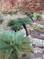 Cycas pruinosa in Habitat, East Kimberley Region of Western Australia.