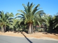 The entrance to Wattleup Nursery and Palm Lake Display Gardens. Perth W.A. Australia.