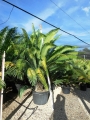 A massive Dioon spinulosum in 680mm pot.